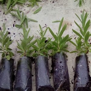 Lavender Plug Plants