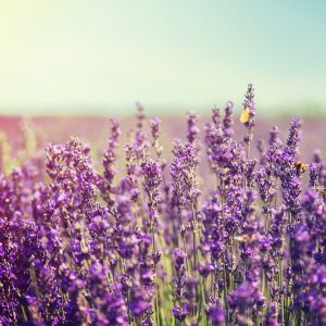 Lavender field in the sun